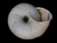 Tabella Chilostoma cingulatum (studer, 1820 )